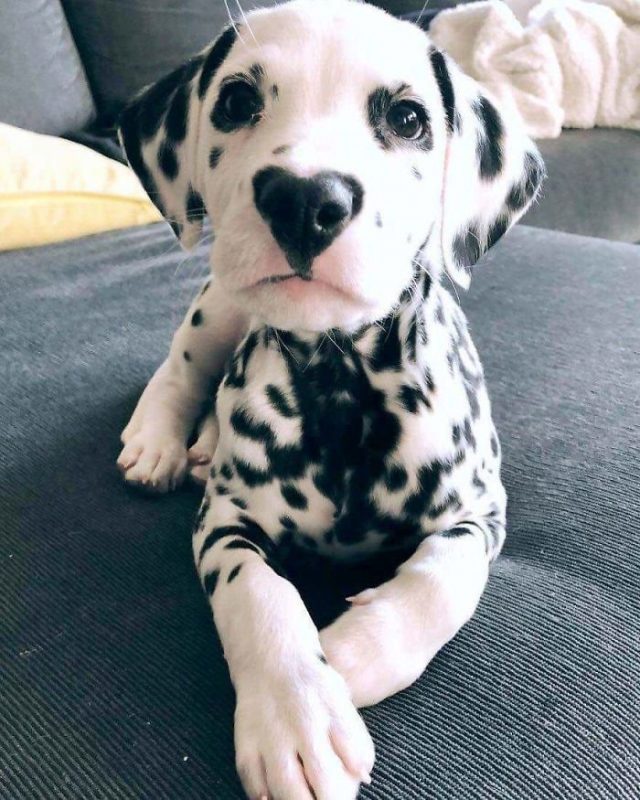 33 chiots les plus mignons de tous les temps