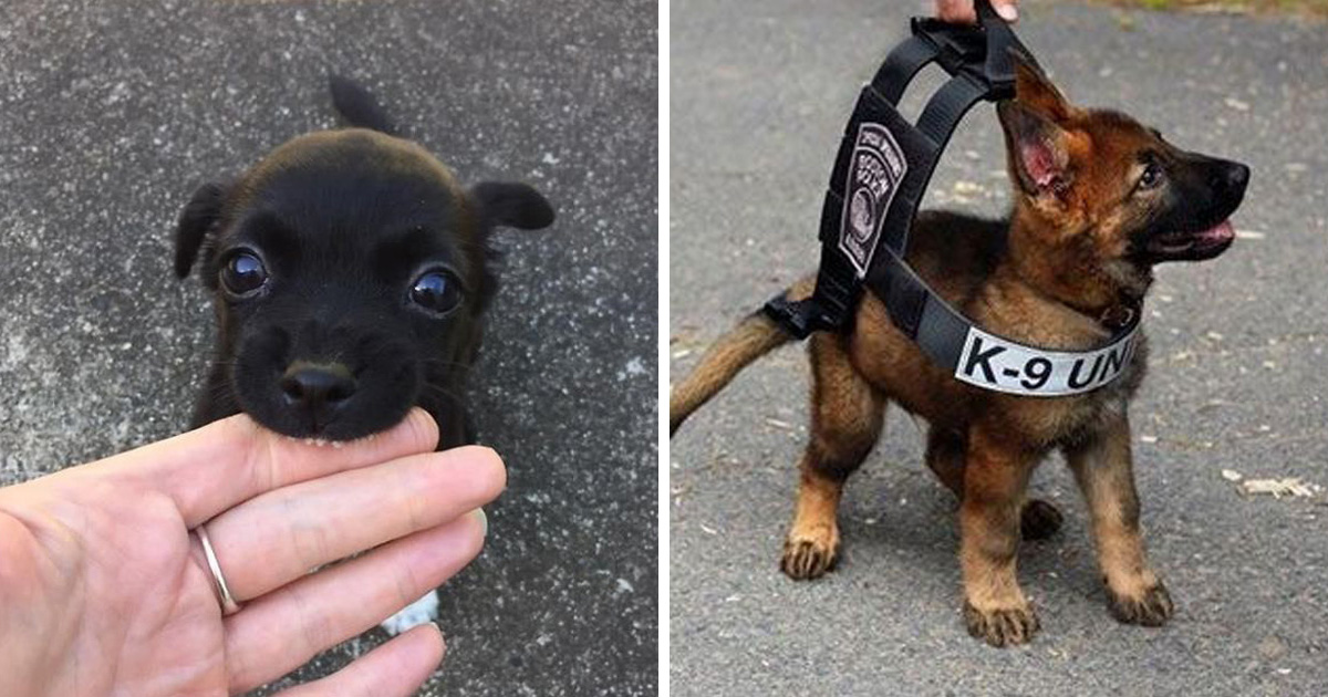 33 Chiots Les Plus Mignons De Tous Les Temps Ipnoze