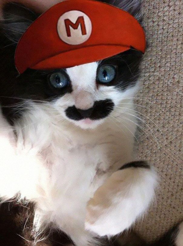 22 costumes d’Halloween pour chats terriblement cool