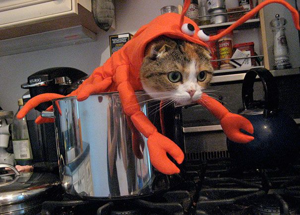 22 Costumes D Halloween Pour Chats Terriblement Cool Ipnoze