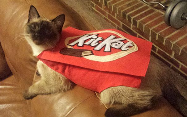 22 Costumes D Halloween Pour Chats Terriblement Cool Ipnoze