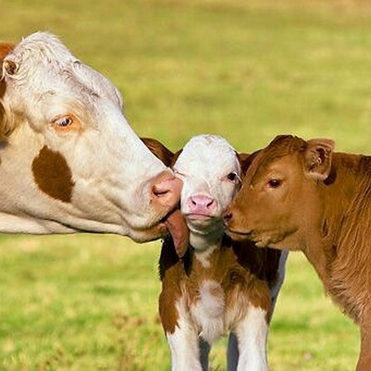 21 Photos D Animaux Qui Prouvent Qu Il N Y A Rien De Mieux Que L Amour D Une Maman Ipnoze