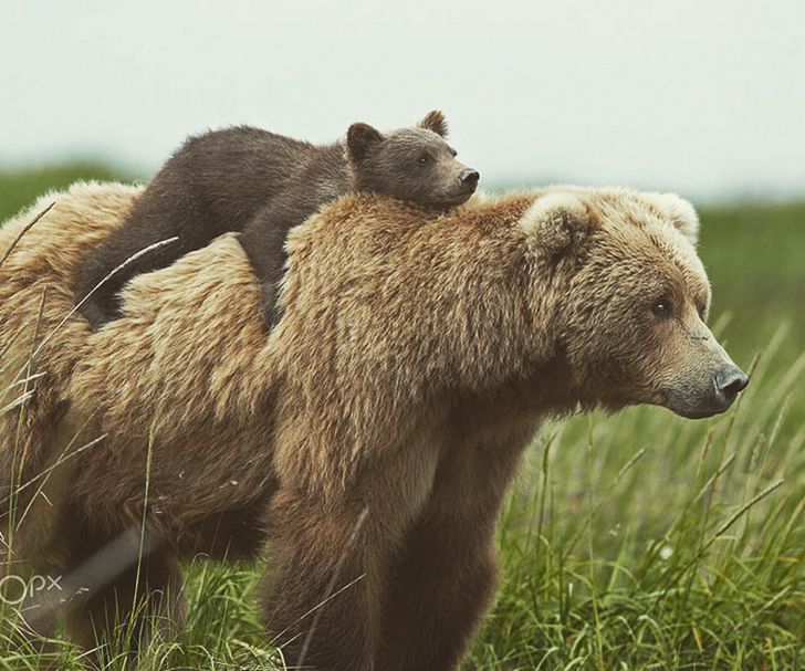21 Photos D Animaux Qui Prouvent Qu Il N Y A Rien De Mieux Que L Amour D Une Maman Ipnoze