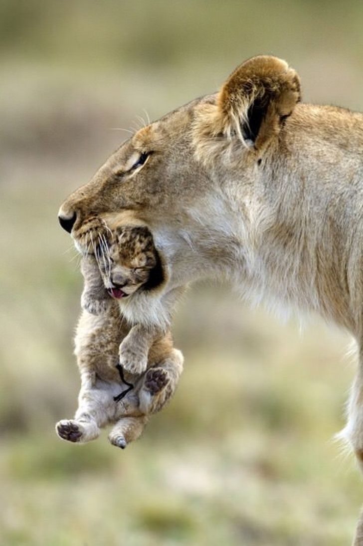 21 Photos D Animaux Qui Prouvent Qu Il N Y A Rien De Mieux Que L Amour D Une Maman Ipnoze