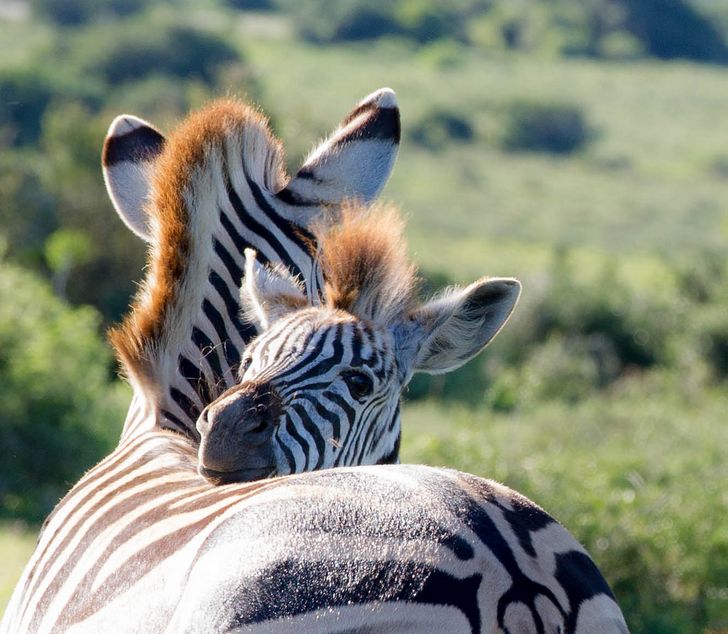 21 Photos D Animaux Qui Prouvent Qu Il N Y A Rien De Mieux Que L Amour D Une Maman Ipnoze