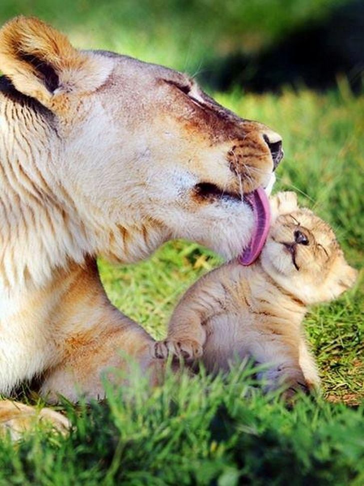 21 Photos D Animaux Qui Prouvent Qu Il N Y A Rien De Mieux Que L Amour D Une Maman Ipnoze