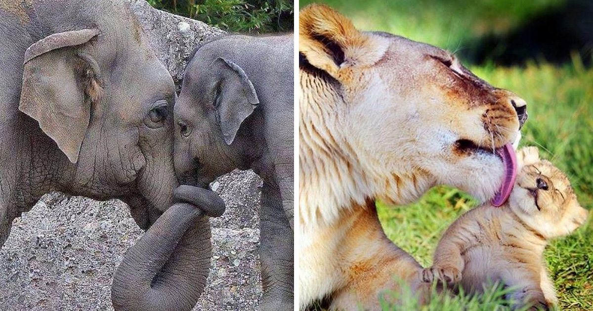 21 Photos D Animaux Qui Prouvent Qu Il N Y A Rien De Mieux Que L Amour D Une Maman Ipnoze