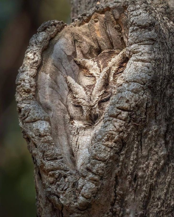 22 photographes qui ont été si chanceux que leurs clichés en disent plus long que les paroles ! By Ipnoze.com Nature-monde-voyage-002