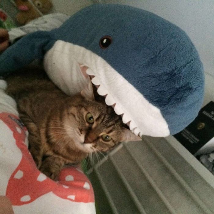 IKEA a lancé un adorable requin en peluche et les gens en sont complètement fous