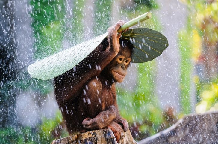 25 photos qui peuvent faire fondre même un coeur de glace