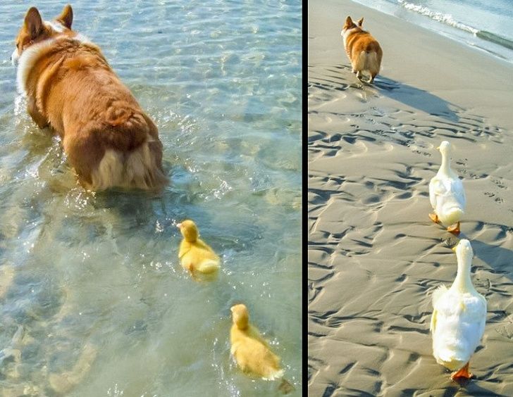 25 photos qui peuvent faire fondre même un coeur de glace