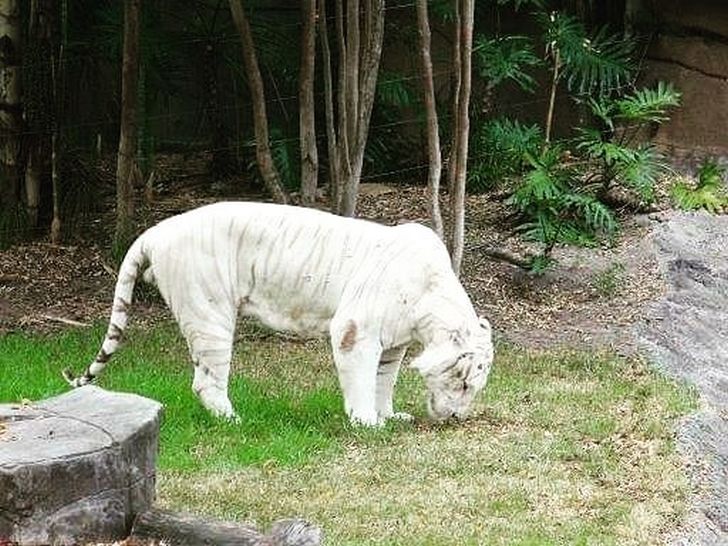 23 animaux albinos qui semblent provenir d’une autre planète
