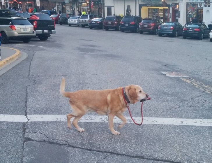 20 fois où des animaux ont fait les choses les plus bizarres ! By Ipnoze.com Animaux-bizarres-droles-003