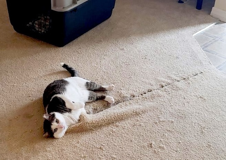 25 photos qui prouvent que les propriétaires d’animaux méritent une médaille pour leur patience