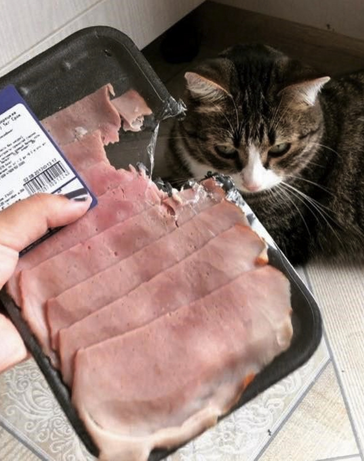 25 photos qui prouvent que les propriétaires d’animaux méritent une médaille pour leur patience