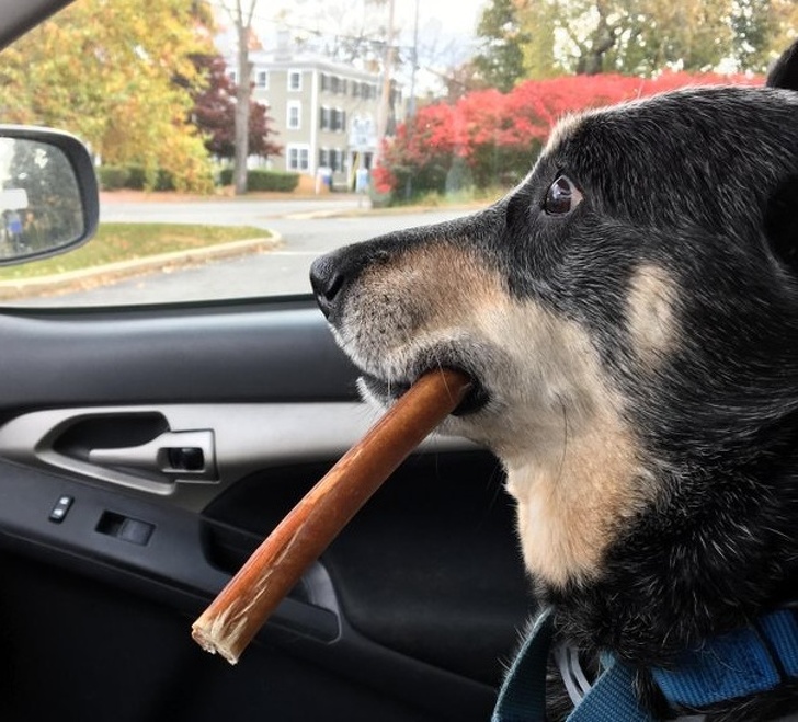 25 photos qui prouvent que les propriétaires d’animaux méritent une médaille pour leur patience