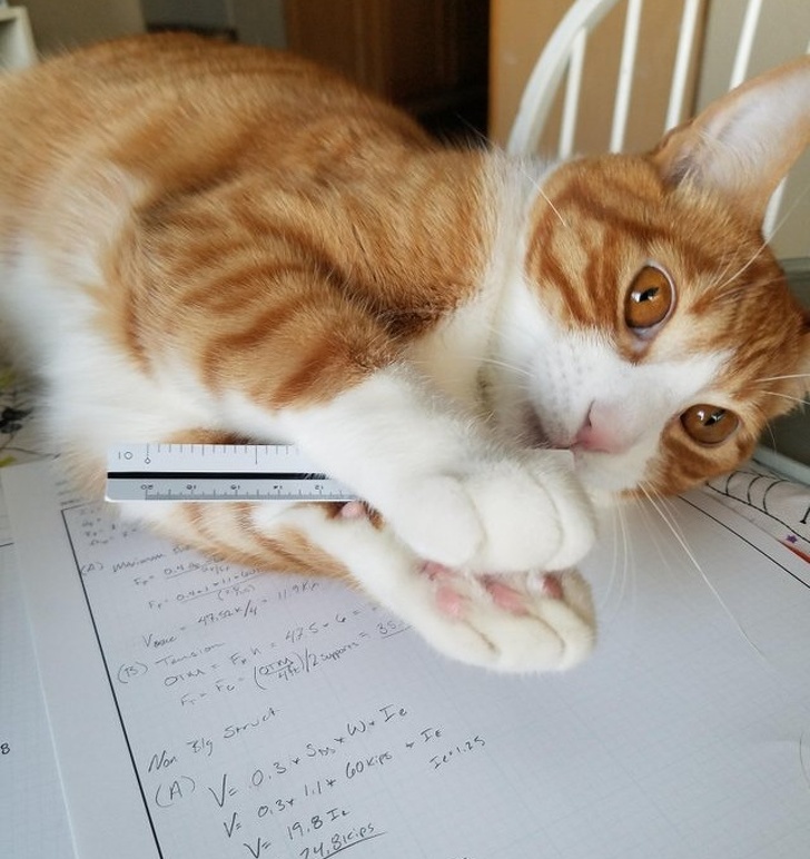 25 photos qui prouvent que les propriétaires d’animaux méritent une médaille pour leur patience