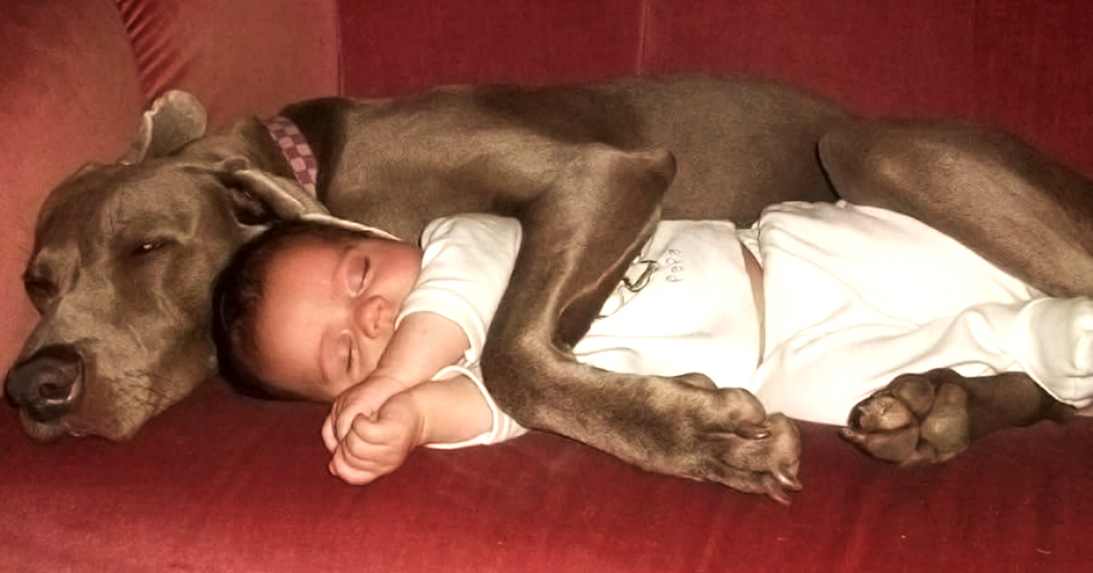 animaux-de-compagnie-enfants-mignons-fb-01.jpg