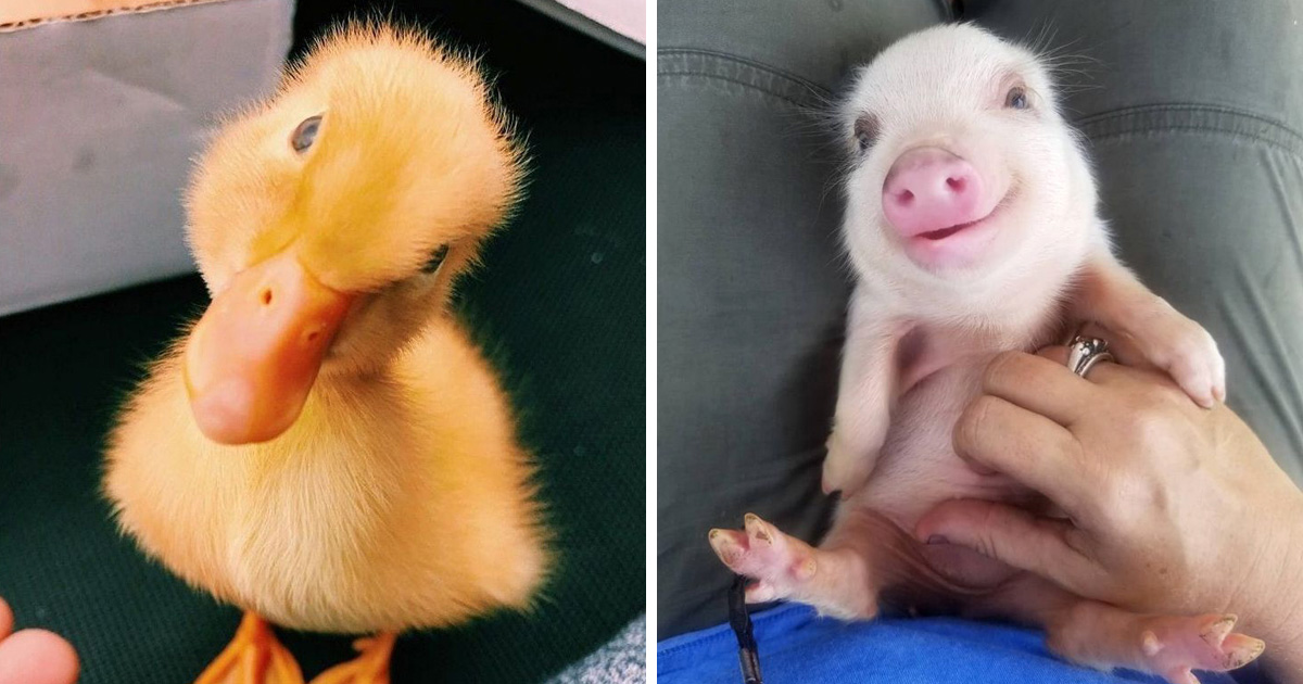 22 Bebes Animaux Qui Vont Mettre Un Peu De Soleil Dans Ta Journee Ipnoze 22 Bebes Animaux Qui Vont Mettre Un Peu De Soleil Dans Ta Journee Ipnoze