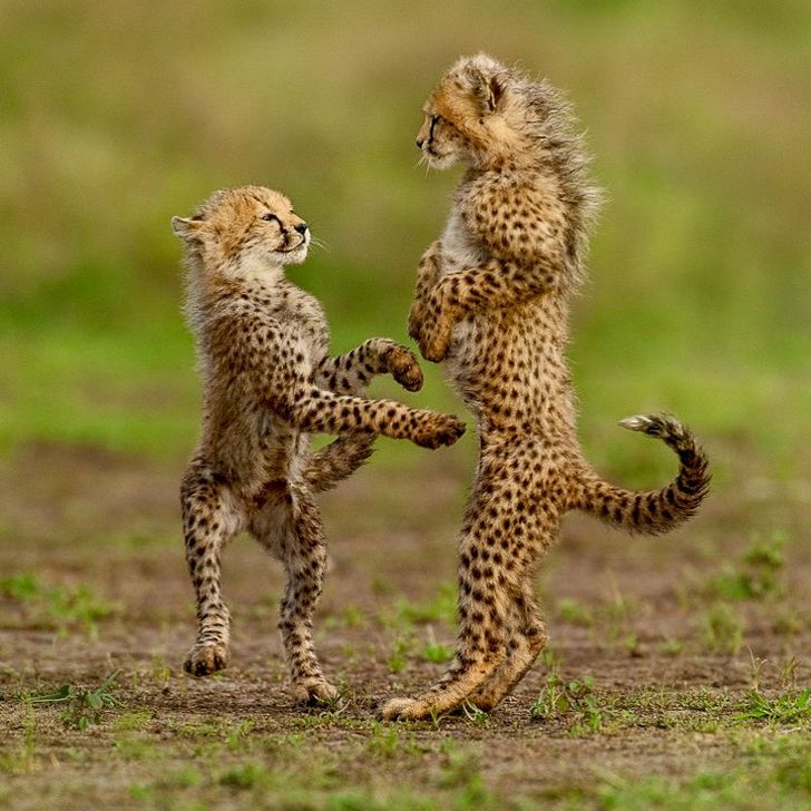23 Bebes Animaux Sauvages Qui Vont Mettre Un Peu De Soleil Dans Ta Journee Ipnoze 23 Bebes Animaux Sauvages Qui Vont Mettre Un Peu De Soleil Dans Ta Journee Ipnoze