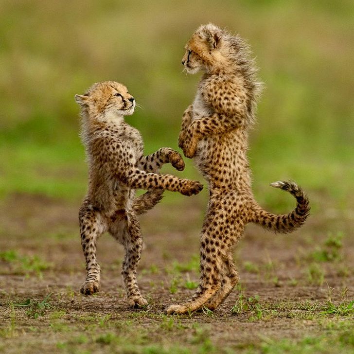 23 Bebes Animaux Sauvages Qui Vont Mettre Un Peu De Soleil Dans Ta Journee Ipnoze