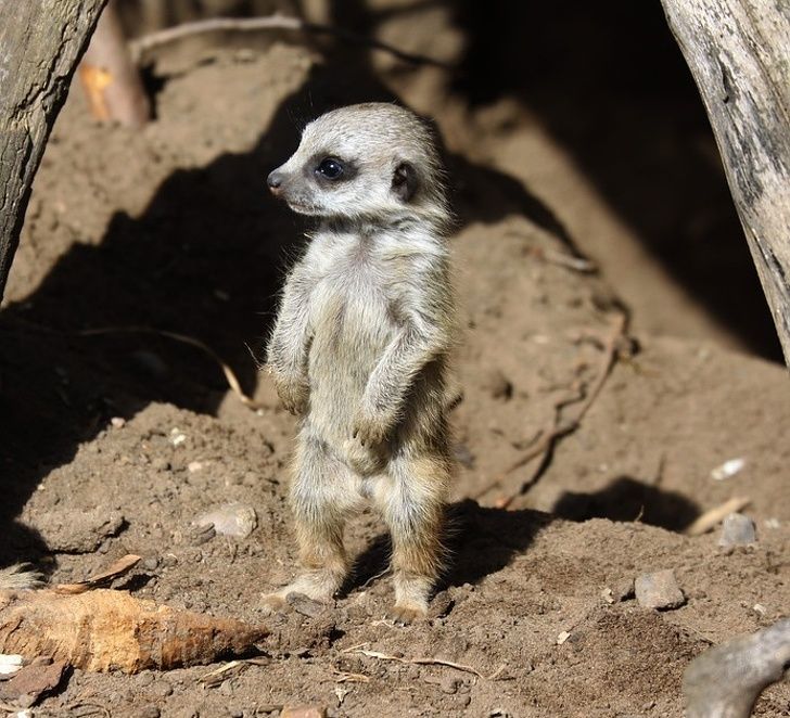 23 Bebes Animaux Sauvages Qui Vont Mettre Un Peu De Soleil Dans Ta Journee Ipnoze