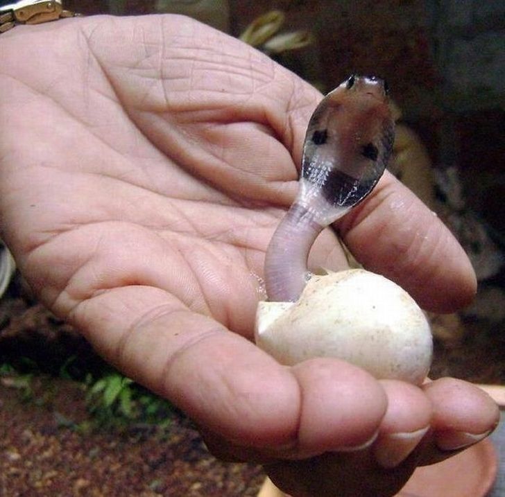 23 Bebes Animaux Sauvages Qui Vont Mettre Un Peu De Soleil Dans Ta Journee Ipnoze 23 Bebes Animaux Sauvages Qui Vont Mettre Un Peu De Soleil Dans Ta Journee Ipnoze