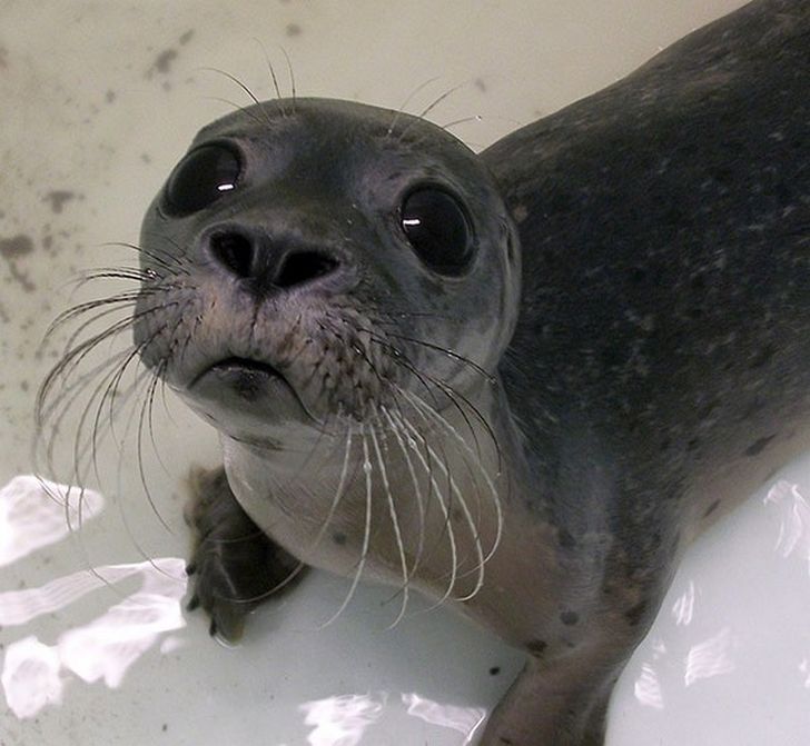 23 Bebes Animaux Sauvages Qui Vont Mettre Un Peu De Soleil Dans Ta Journee Ipnoze 23 Bebes Animaux Sauvages Qui Vont Mettre Un Peu De Soleil Dans Ta Journee Ipnoze