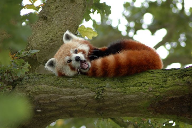 23 Bebes Animaux Sauvages Qui Vont Mettre Un Peu De Soleil Dans Ta Journee Ipnoze 23 Bebes Animaux Sauvages Qui Vont Mettre Un Peu De Soleil Dans Ta Journee Ipnoze