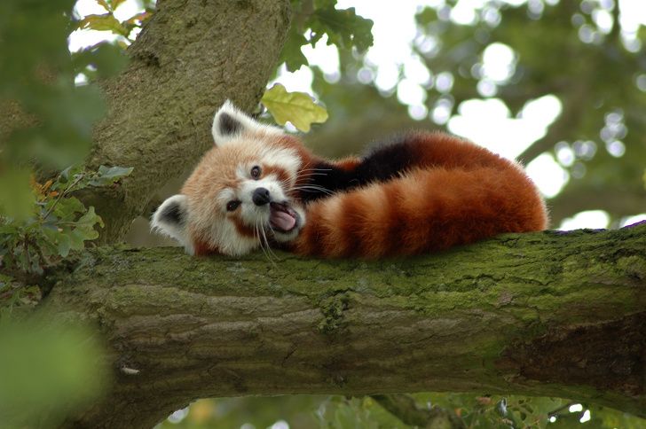 23 Bebes Animaux Sauvages Qui Vont Mettre Un Peu De Soleil Dans Ta Journee Ipnoze