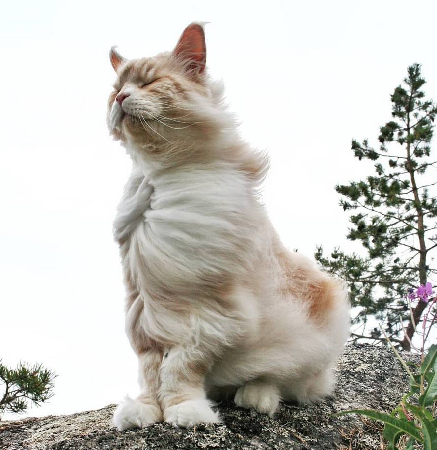 Cette Proprietaire De Chat A Partage De Splendides Photos De Son Maine Coon Et C Est Fou Comme Il Est Enorme 24 Photos Ipnoze
