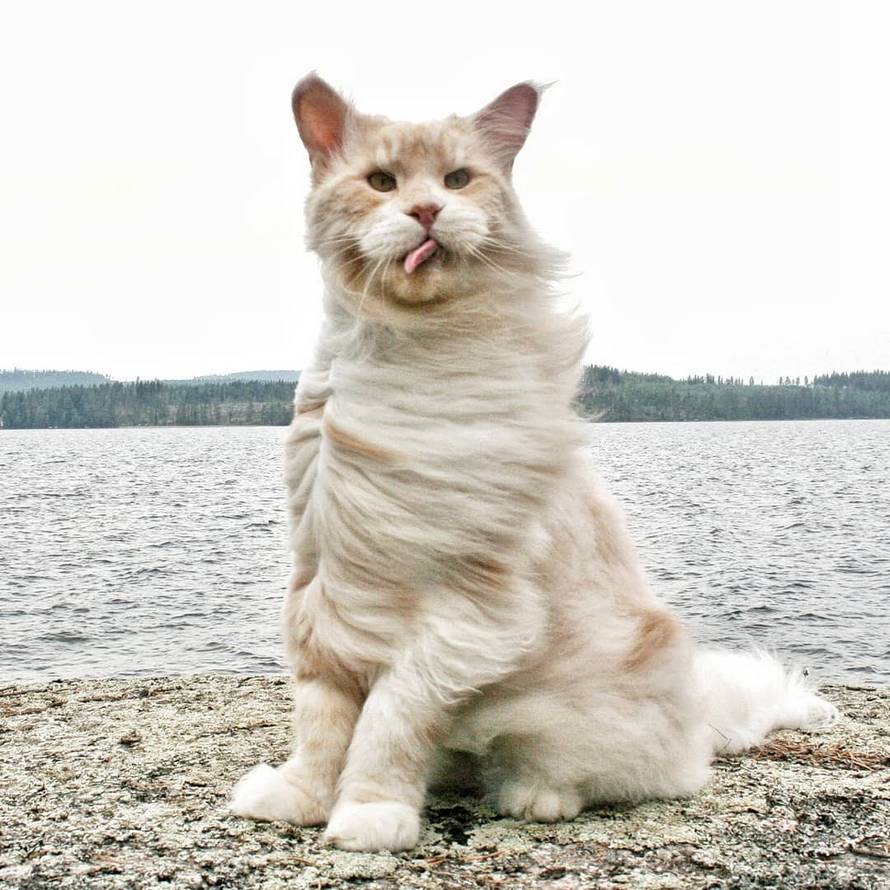 Cette Proprietaire De Chat A Partage De Splendides Photos De Son Maine Coon Et C Est Fou Comme Il Est Enorme 24 Photos Ipnoze