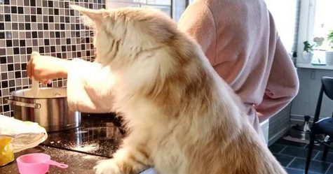 Cette propriétaire de chat a partagé de splendides photos de son maine coon et c’est fou comme il est énorme (24 photos)