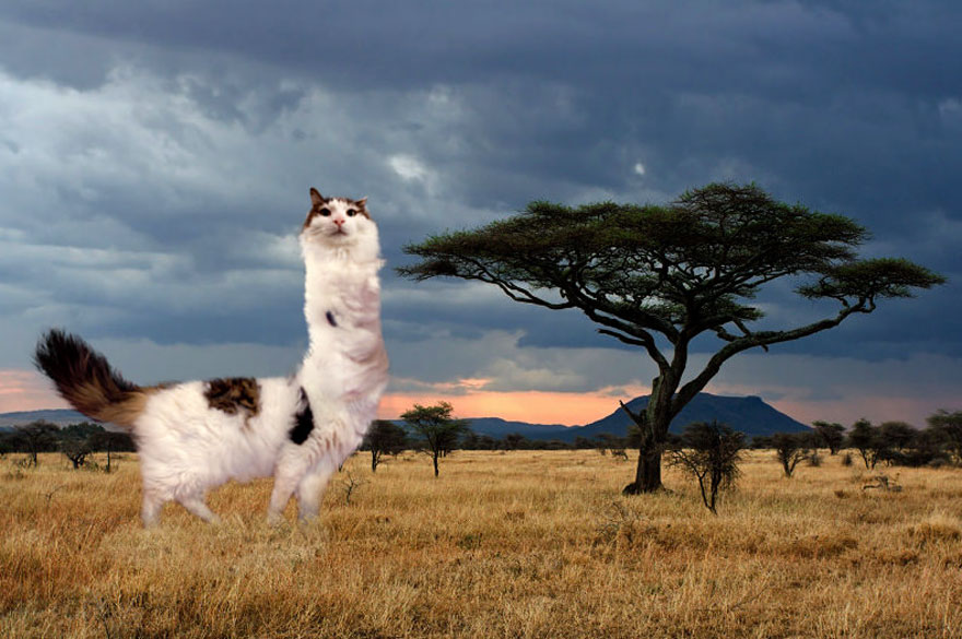 « Je photoshope mes chats depuis quelques années. Suis-je allée trop loin ? » (26 images)