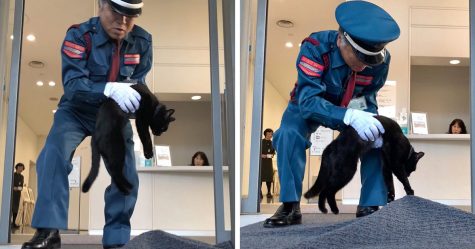 Il y a deux chats au Japon qui tentent de se faufiler dans un musée depuis des années (30 photos)