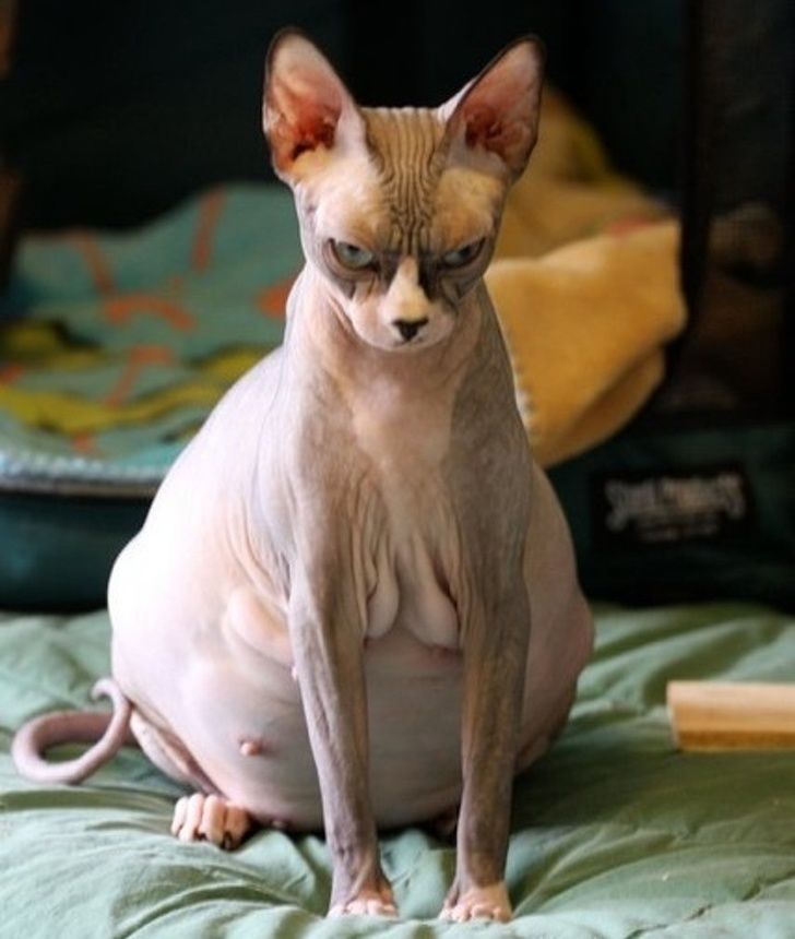 30 Raisons Pour Lesquelles Les Sphynx Sont Les Chats Les Plus Cool Ipnoze