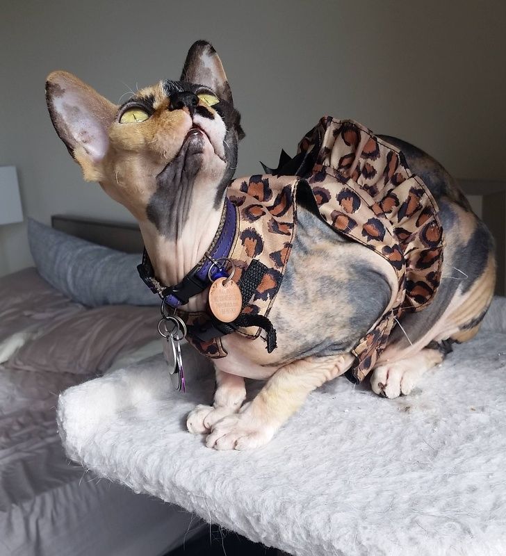 30 Raisons Pour Lesquelles Les Sphynx Sont Les Chats Les Plus Cool Ipnoze