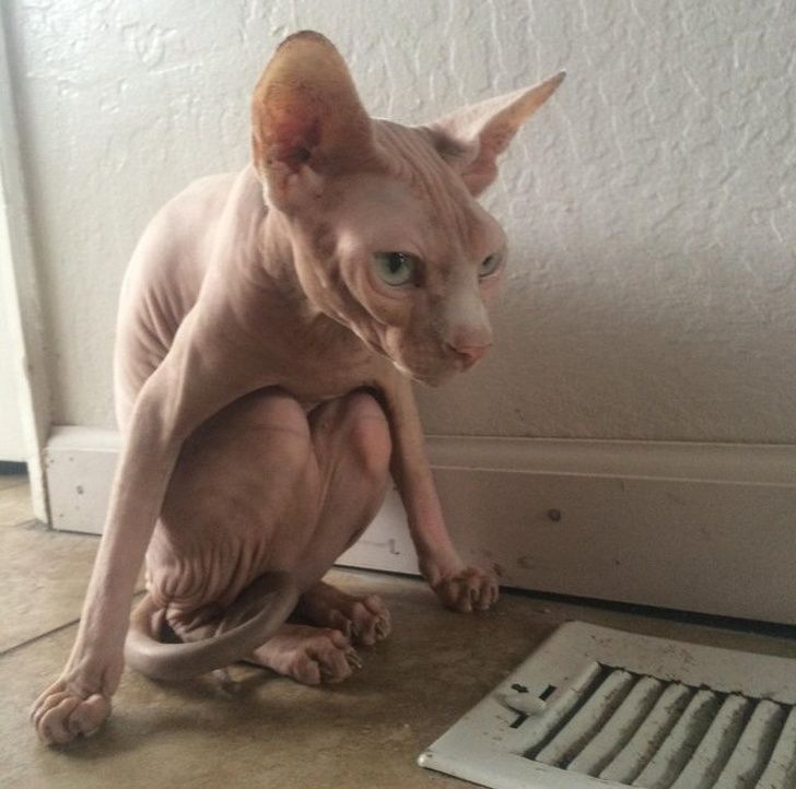 30 Raisons Pour Lesquelles Les Sphynx Sont Les Chats Les Plus Cool Ipnoze