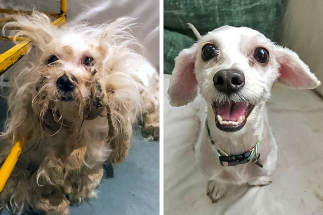20 photos de chiens avant et après l’adoption qui montrent le véritable bonheur