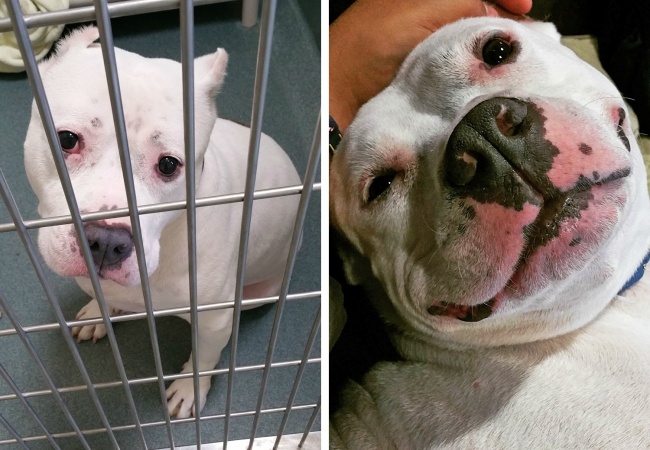 20 photos de chiens avant et après l’adoption qui montrent le véritable bonheur