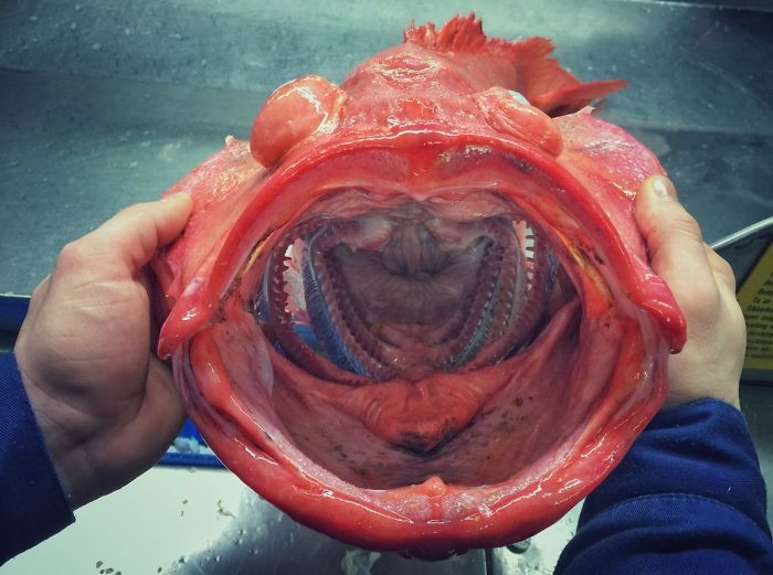 Ce pêcheur russe présente les créatures terrifiantes qu’il trouve en eau profonde et les gens veulent qu’il arrête (nouvelles photos)