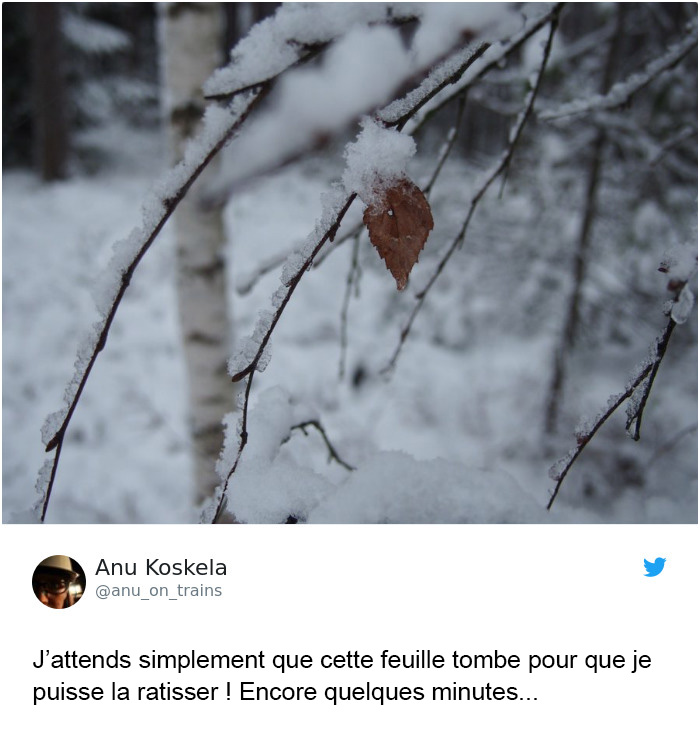 Trump affirme que la Finlande « ratisse » ses forêts pour prévenir les incendies et voici les 14 meilleures réponses