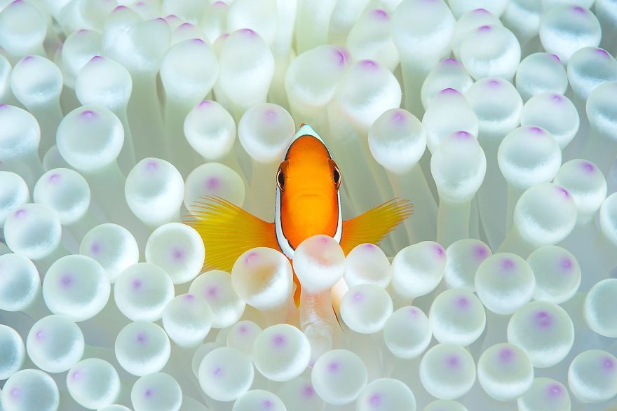 22 photos époustouflantes qui ont remporté le prestigieux Siena International Photo Awards