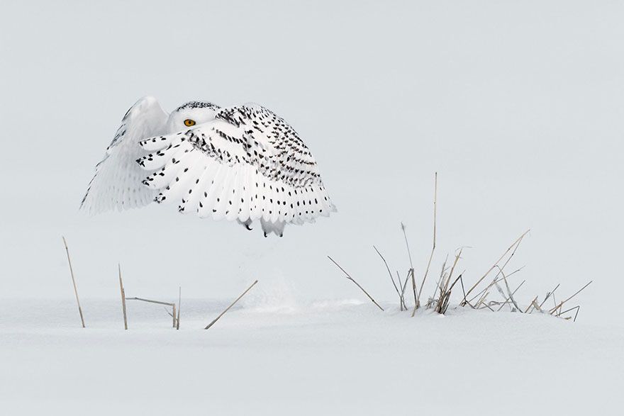 22 photos époustouflantes qui ont remporté le prestigieux Siena International Photo Awards