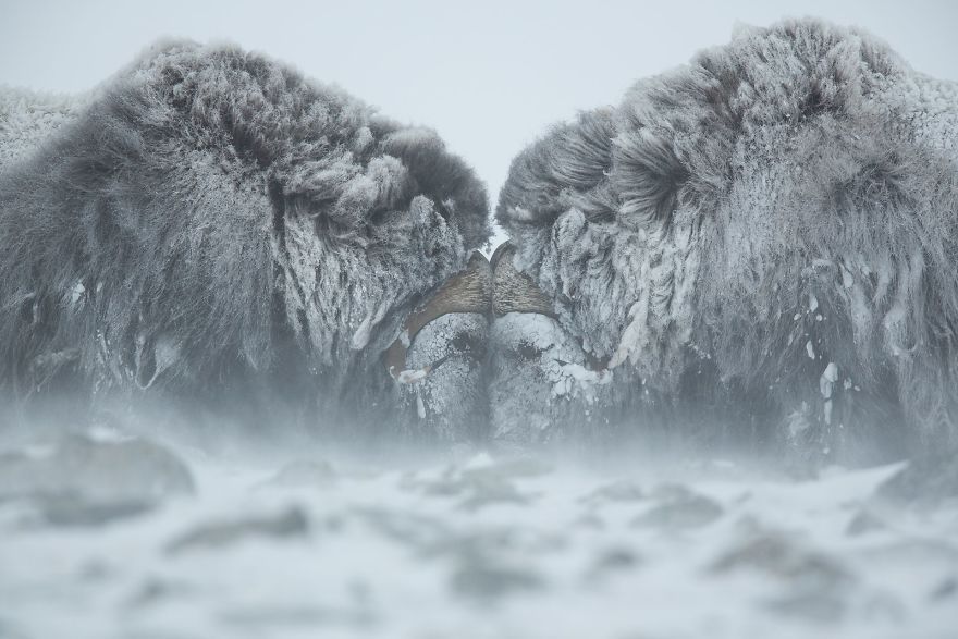 22 photos époustouflantes qui ont remporté le prestigieux Siena International Photo Awards