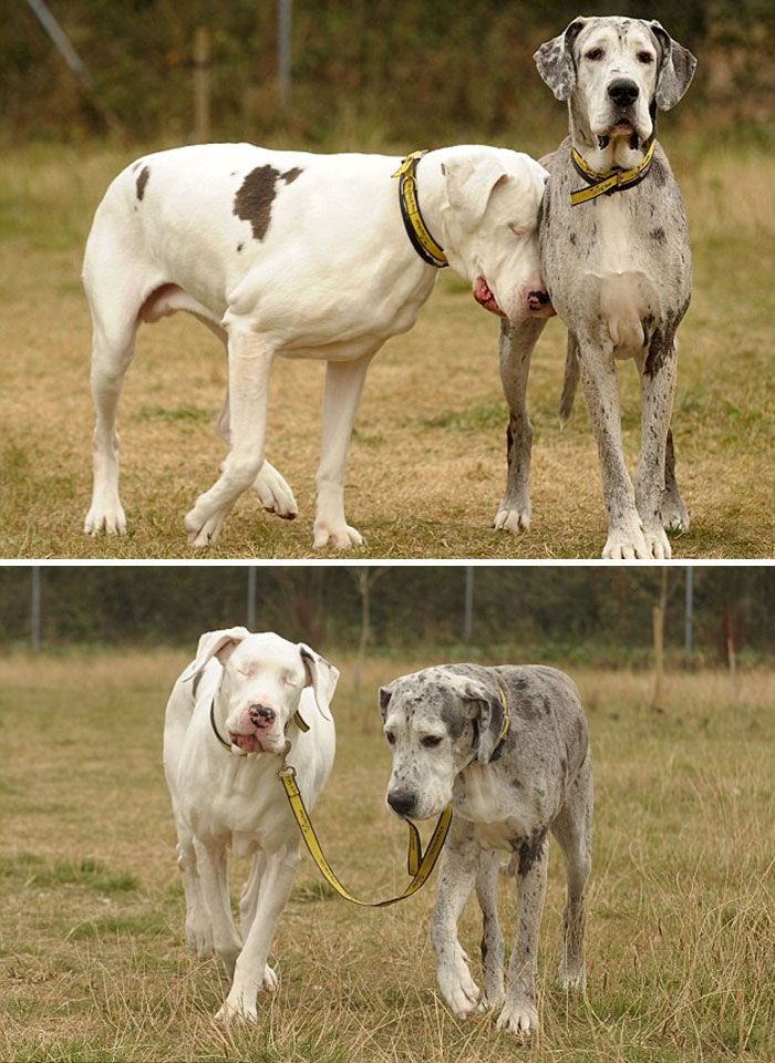 33 photos de dogues allemands qui prouvent qu’ils sont les chiens les plus drôles et les plus énormes