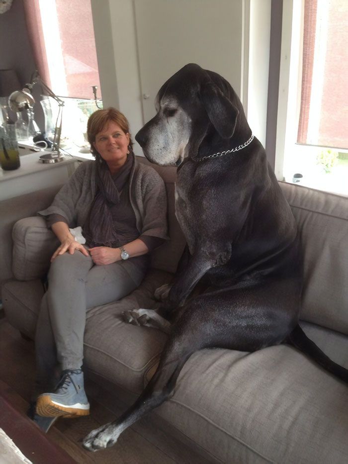 33 photos de dogues allemands qui prouvent qu’ils sont les chiens les plus drôles et les plus énormes