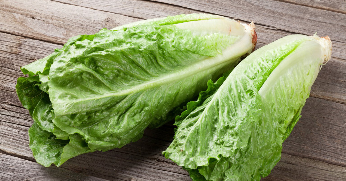 Gratuit Images Arretez Immediatement De Consommer De La Laitue Romaine Ipnoze le plus cool par