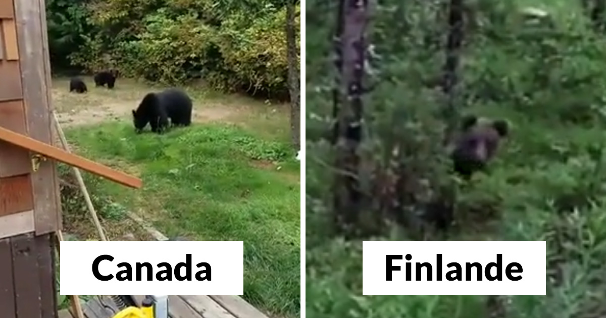 Les gens rient des différentes façons dont les Canadiens et les Finlandais font face aux ours