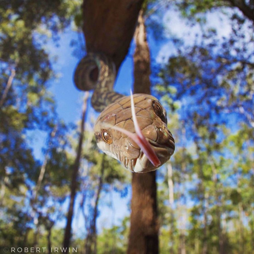 Le fils de 14 ans de Steve Irwin est un photographe primé et voici 40 photos pour le prouver ! By Ipnoze.com                       Robert-irwin-photographie-005